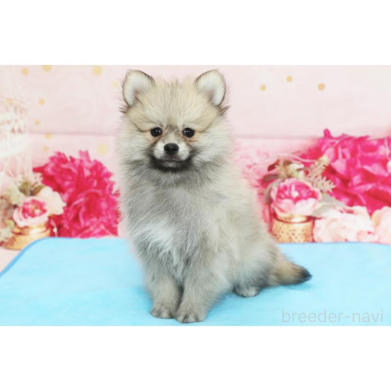 販売中の神奈川県のポメラニアン-442599
