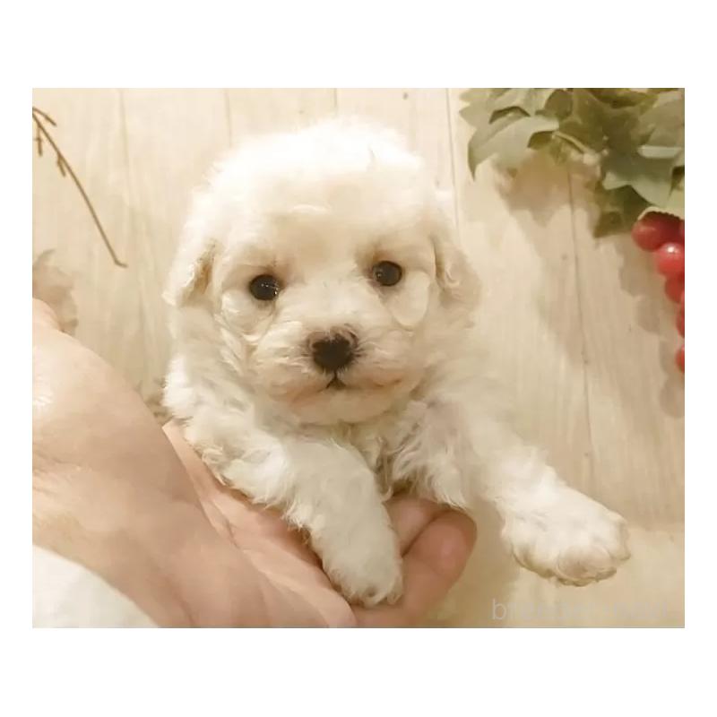 販売中の愛知県のティーカッププードル-449965の7枚目