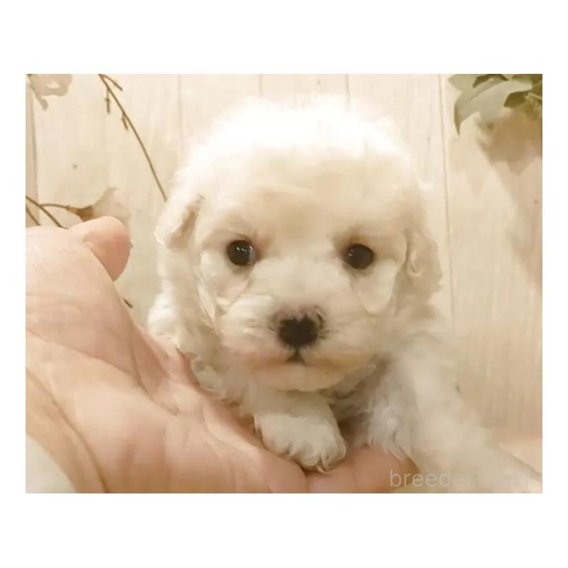 販売中の愛知県のティーカッププードル-449965の6枚目