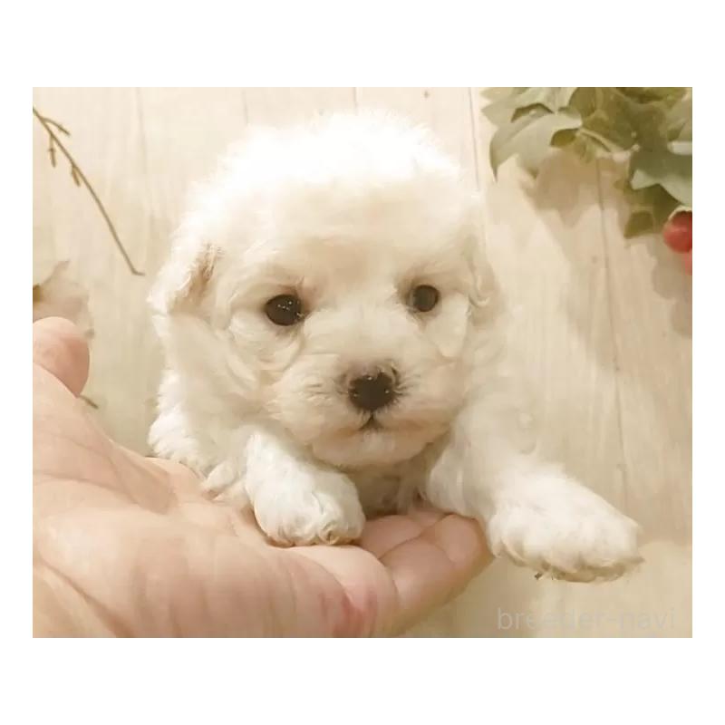 販売中の愛知県のティーカッププードル-449965の5枚目