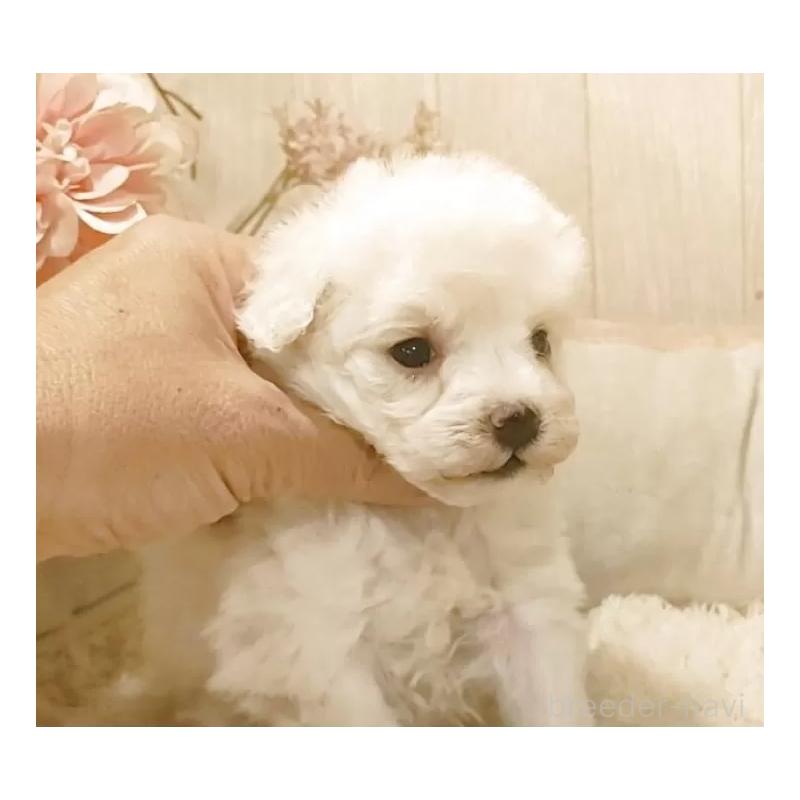 販売中の愛知県のティーカッププードル-449965の4枚目