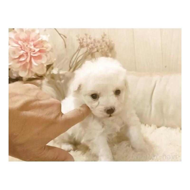 販売中の愛知県のティーカッププードル-449965の3枚目