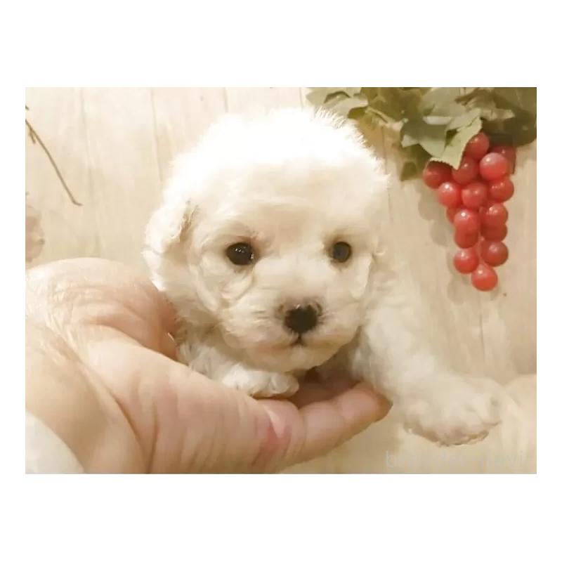 販売中の愛知県のティーカッププードル-449965の2枚目