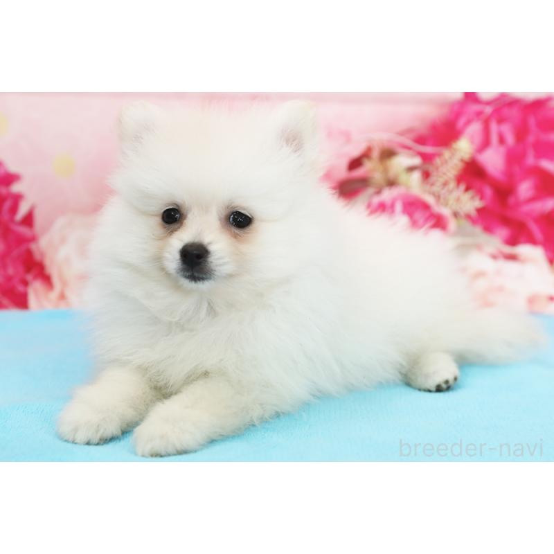 販売中の神奈川県のポメラニアン-442960