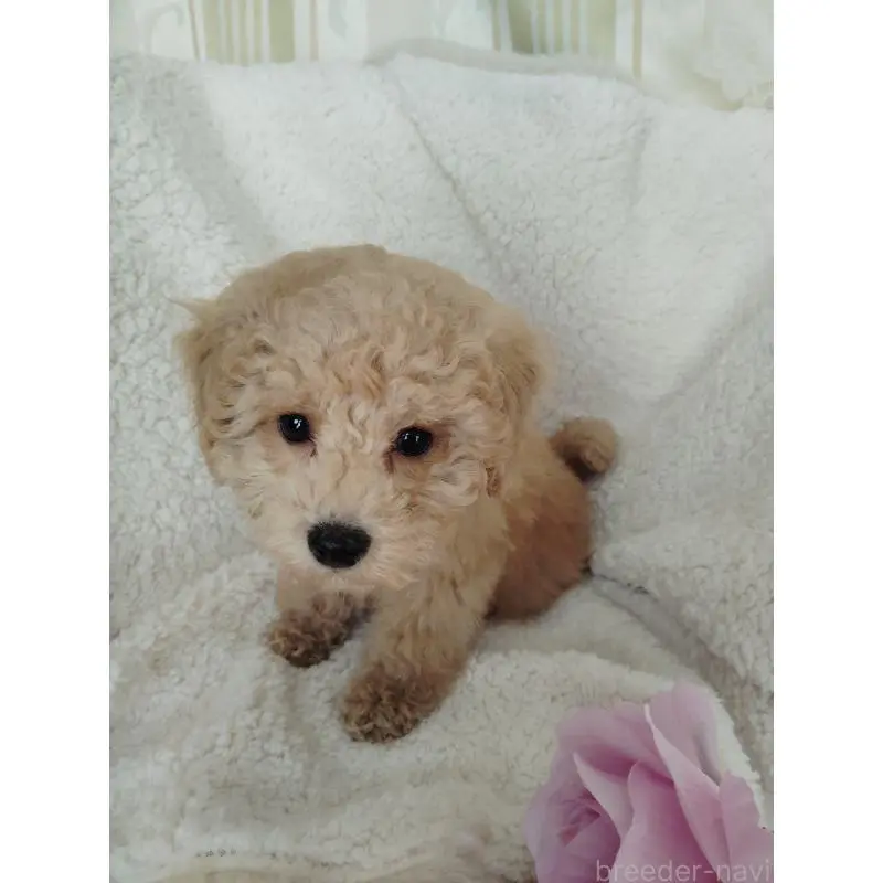 販売中の茨城県のタイニープードル-449966の9枚目