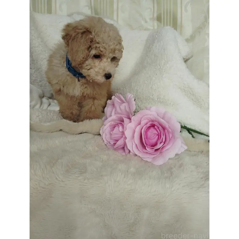 販売中の茨城県のタイニープードル-449966の8枚目