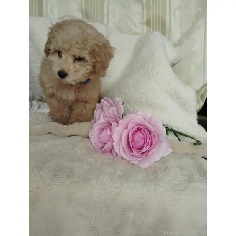 販売中の茨城県のタイニープードル-449966の7枚目