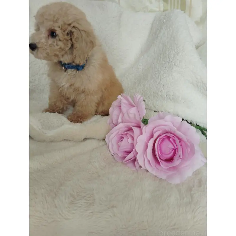 販売中の茨城県のタイニープードル-449966の6枚目