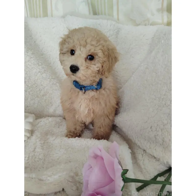 販売中の茨城県のタイニープードル-449966の5枚目