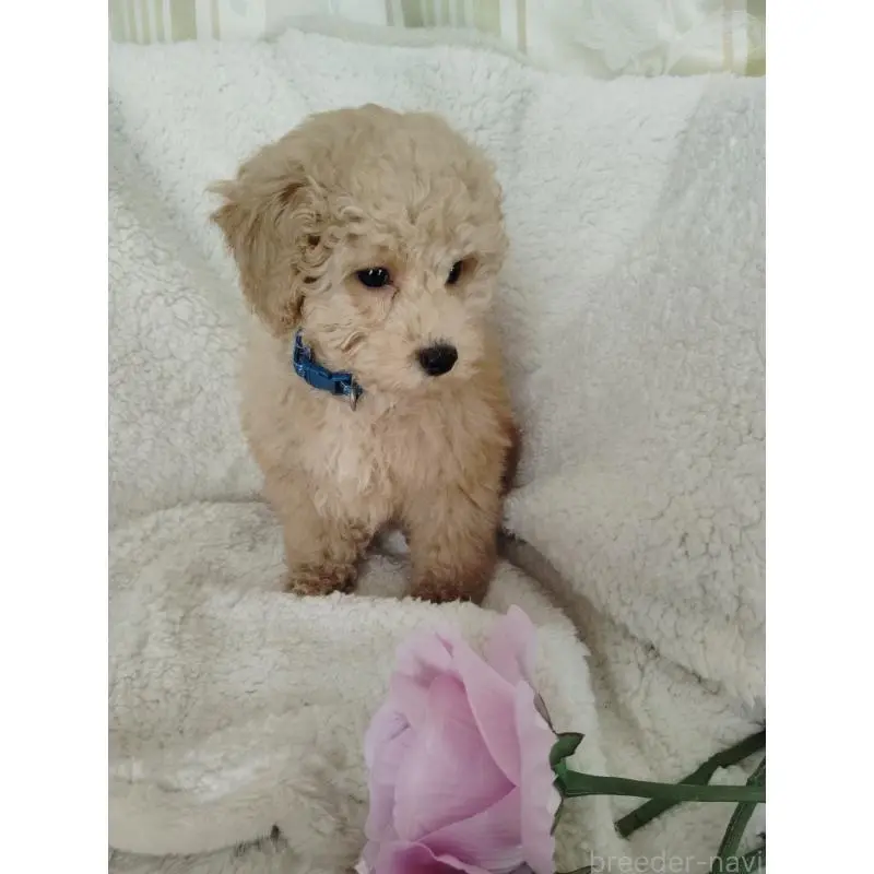 販売中の茨城県のタイニープードル-449966の4枚目