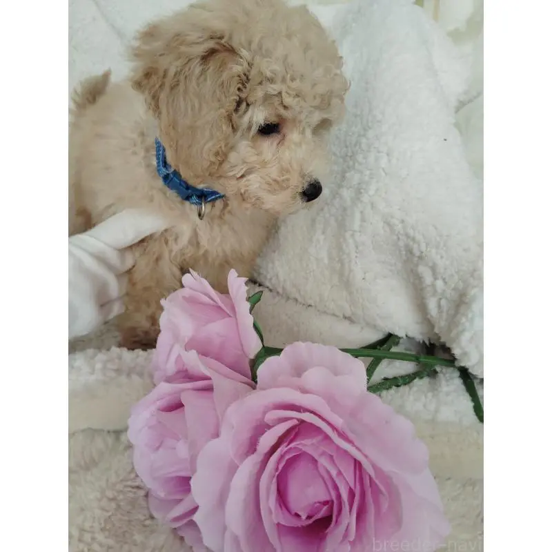 販売中の茨城県のタイニープードル-449966の3枚目