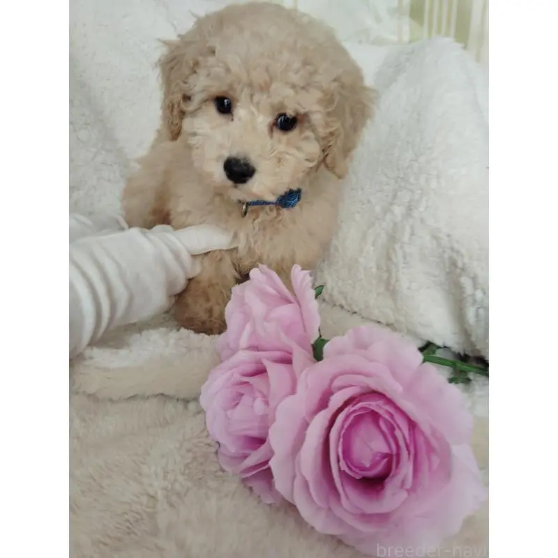 販売中の茨城県のタイニープードル-449966の2枚目