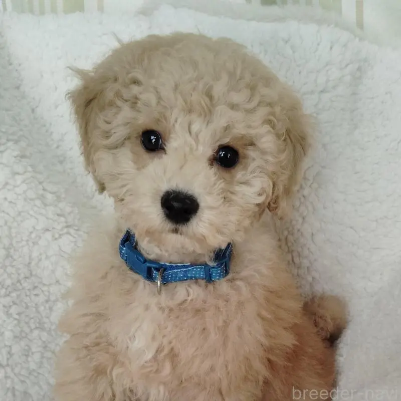 販売中の茨城県のタイニープードル-449966の1枚目