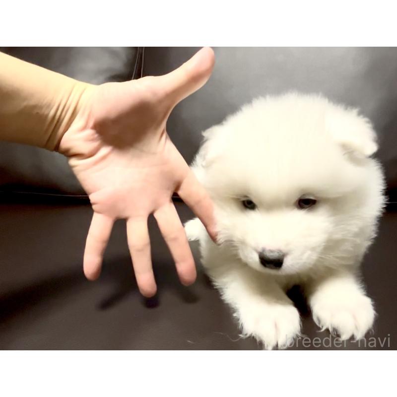 販売中の奈良県のサモエド-449246