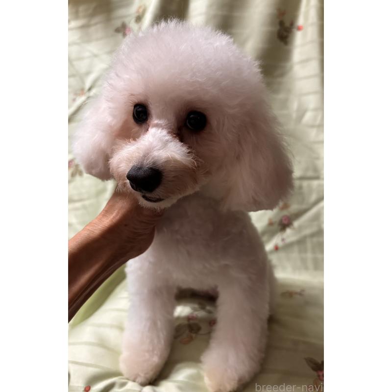 販売中の宮崎県のタイニープードル-436571