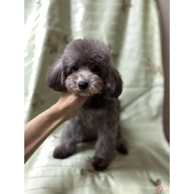 販売中の宮崎県のティーカッププードル-428635の3枚目