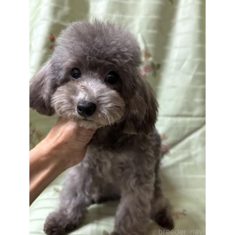 販売中の宮崎県のティーカッププードル-428635の2枚目