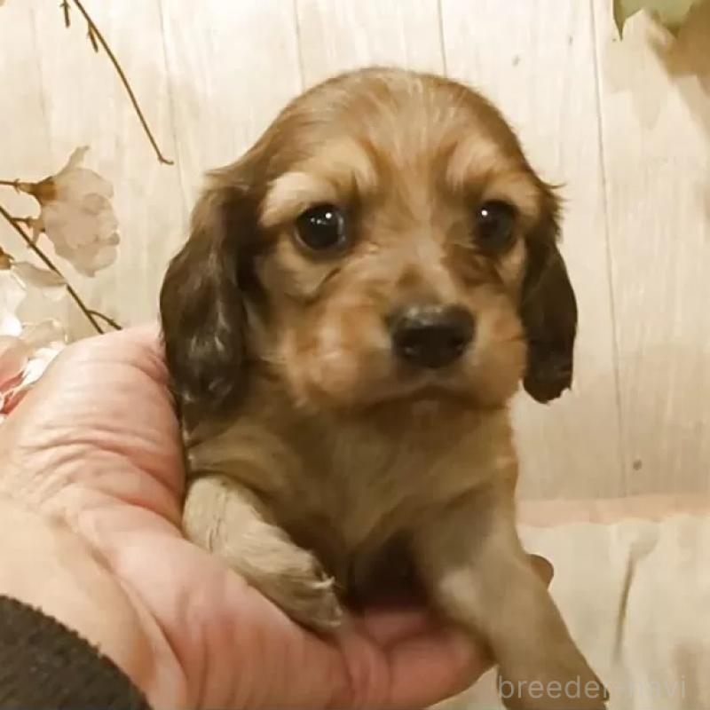 販売中の愛知県のミニチュアダックスフンド(ロングヘアード)-449969の1枚目