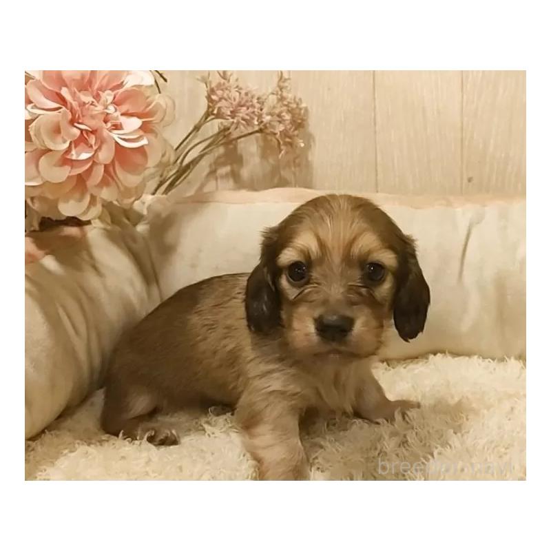 販売中の愛知県のミニチュアダックスフンド(ロングヘアード)-449969の6枚目