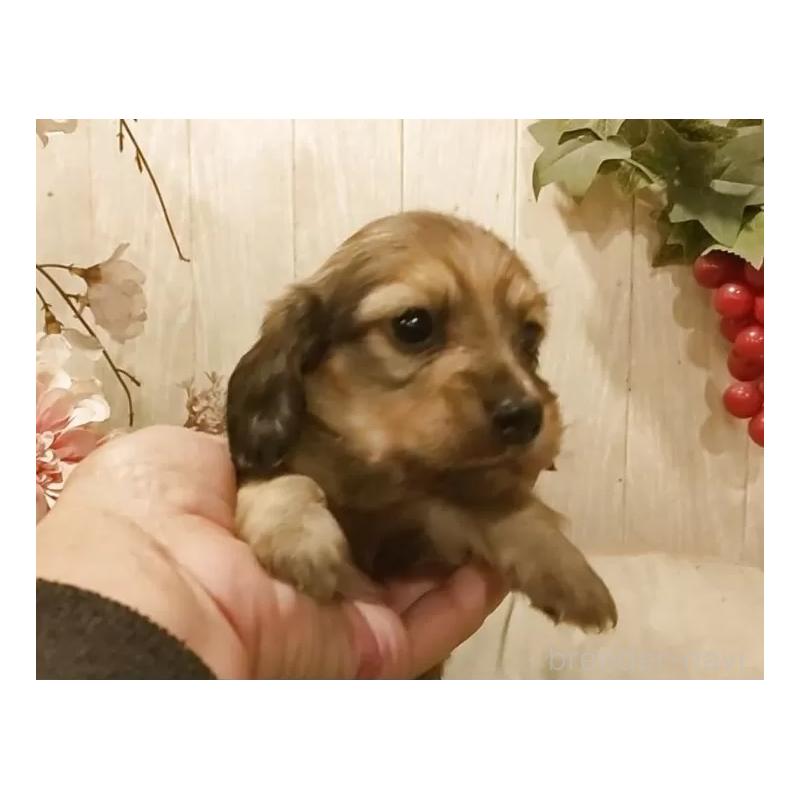 販売中の愛知県のミニチュアダックスフンド(ロングヘアード)-449969の5枚目