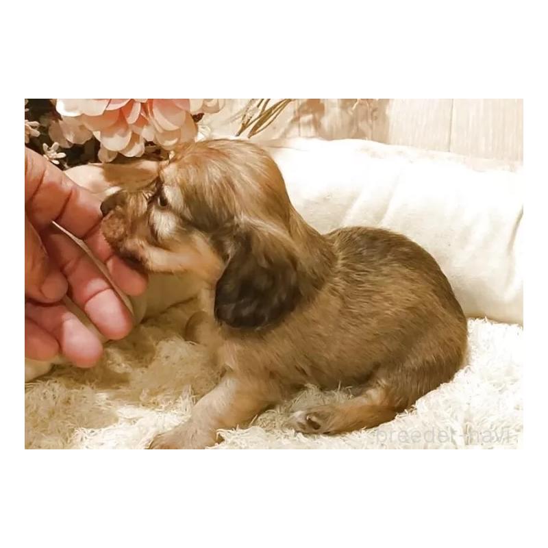 販売中の愛知県のミニチュアダックスフンド(ロングヘアード)-449969の4枚目