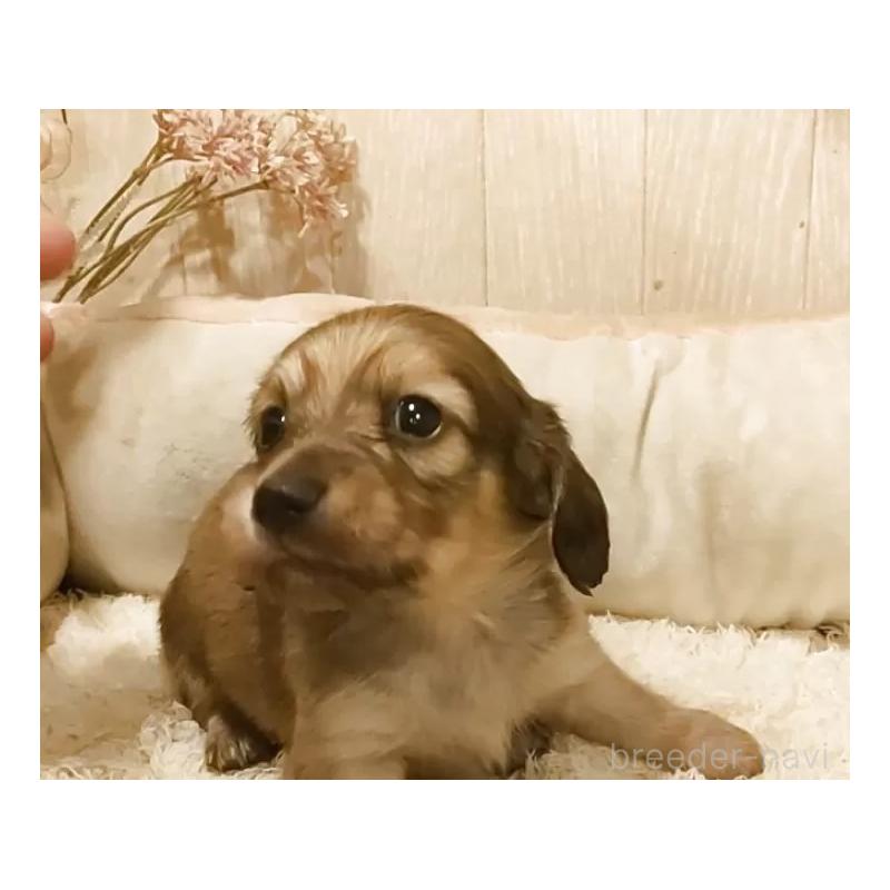 販売中の愛知県のミニチュアダックスフンド(ロングヘアード)-449969の3枚目