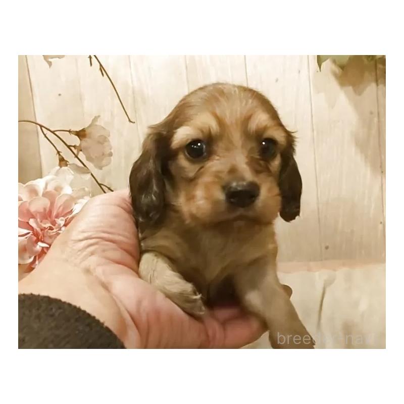 販売中の愛知県のミニチュアダックスフンド(ロングヘアード)-449969の2枚目