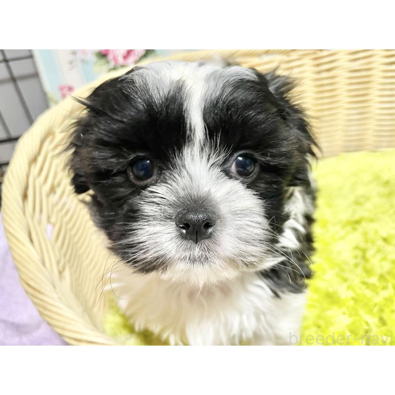 販売中の秋田県のマルシーズー:マルチーズ×シーズー-447723