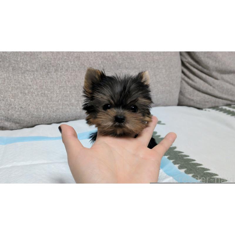 販売中の茨城県のヨークシャーテリア-449970の12枚目