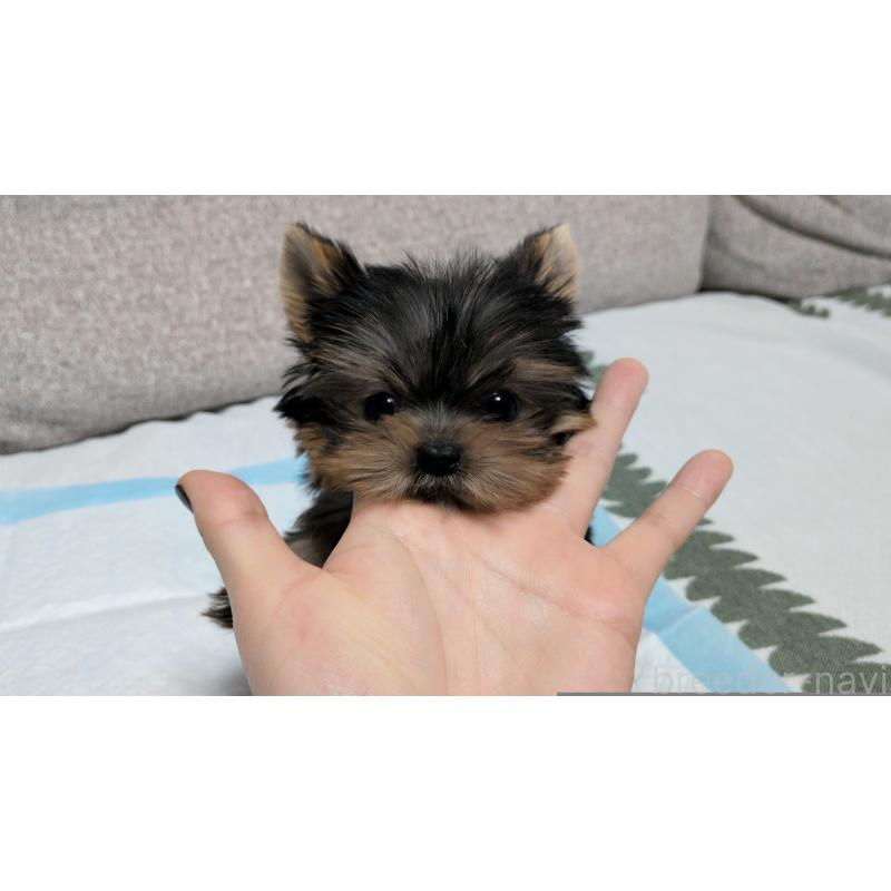 販売中の茨城県のヨークシャーテリア-449970の10枚目