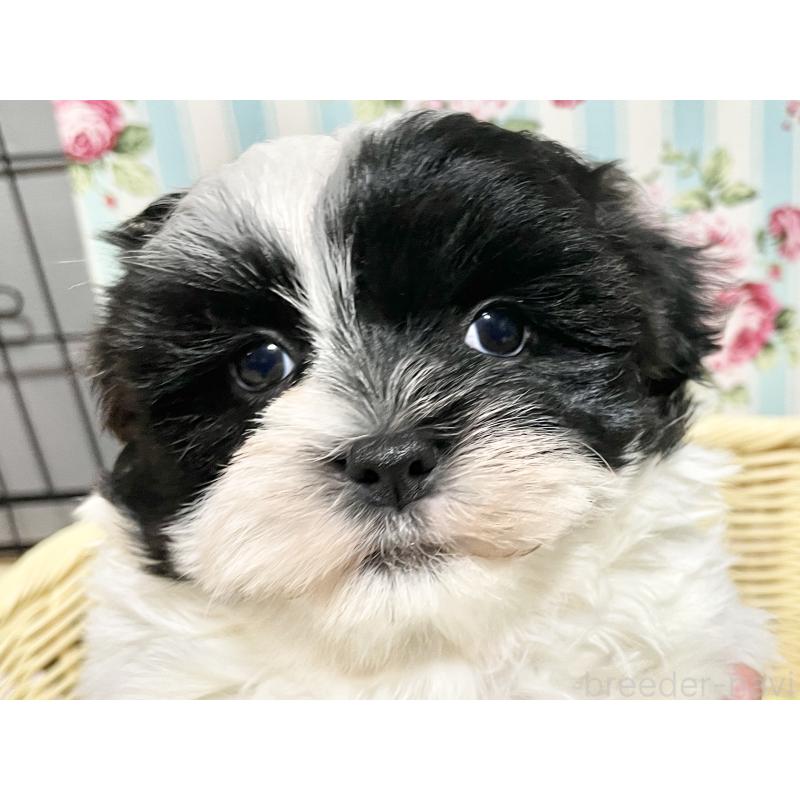 販売中の秋田県のマルシーズー:マルチーズ×シーズー-447721