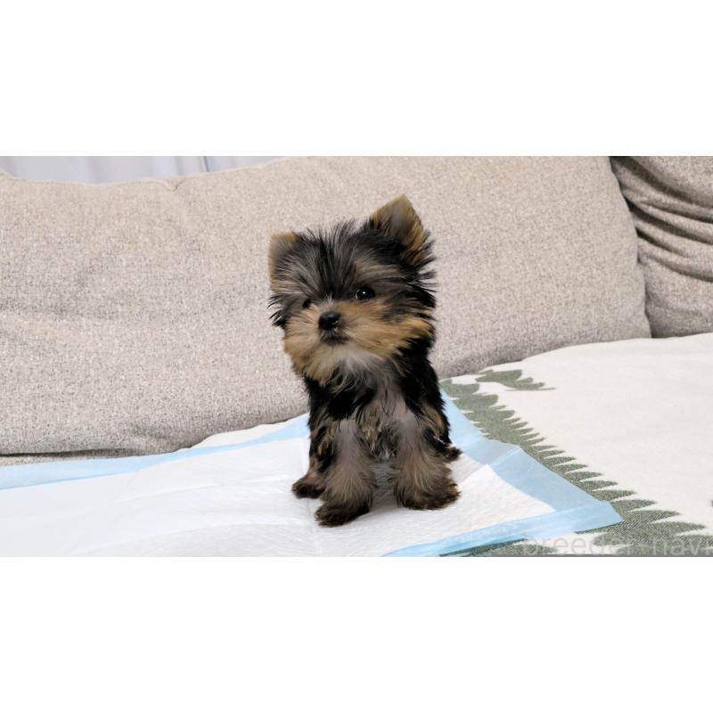 販売中の茨城県のヨークシャーテリア-449970の9枚目