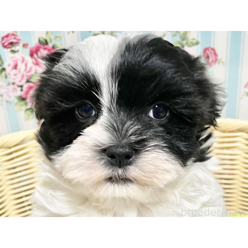 販売中の秋田県のマルシーズー:マルチーズ×シーズー-447721