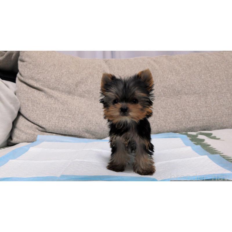 販売中の茨城県のヨークシャーテリア-449970の8枚目