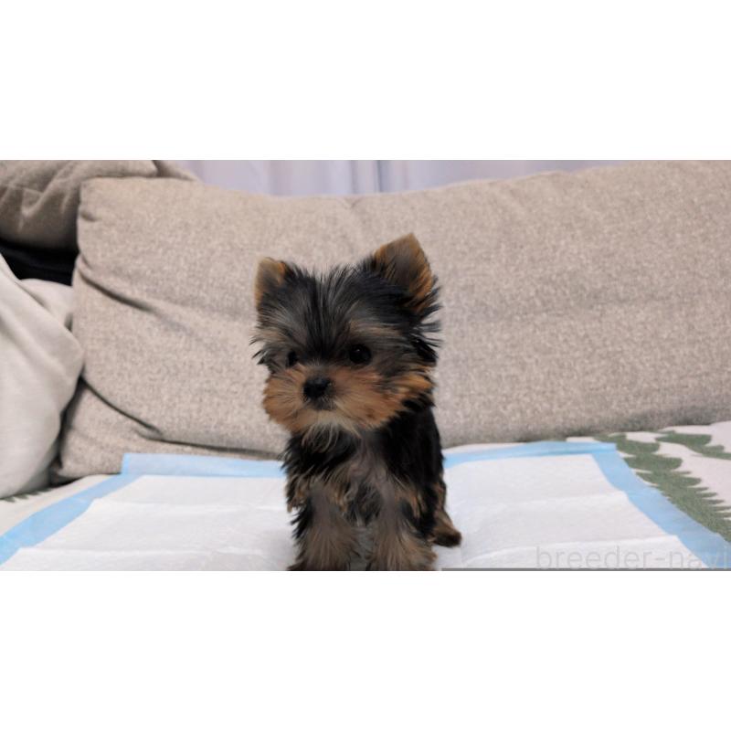 販売中の茨城県のヨークシャーテリア-449970の5枚目