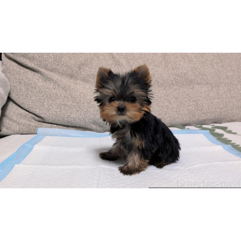 販売中の茨城県のヨークシャーテリア-449970の4枚目