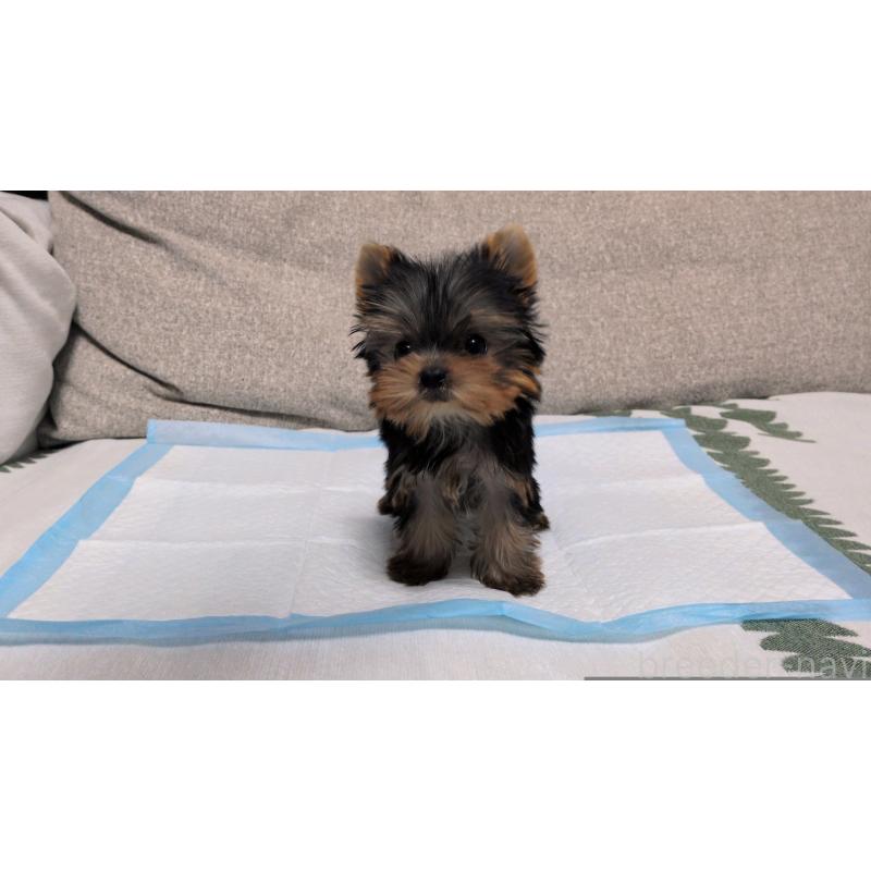 販売中の茨城県のヨークシャーテリア-449970の3枚目