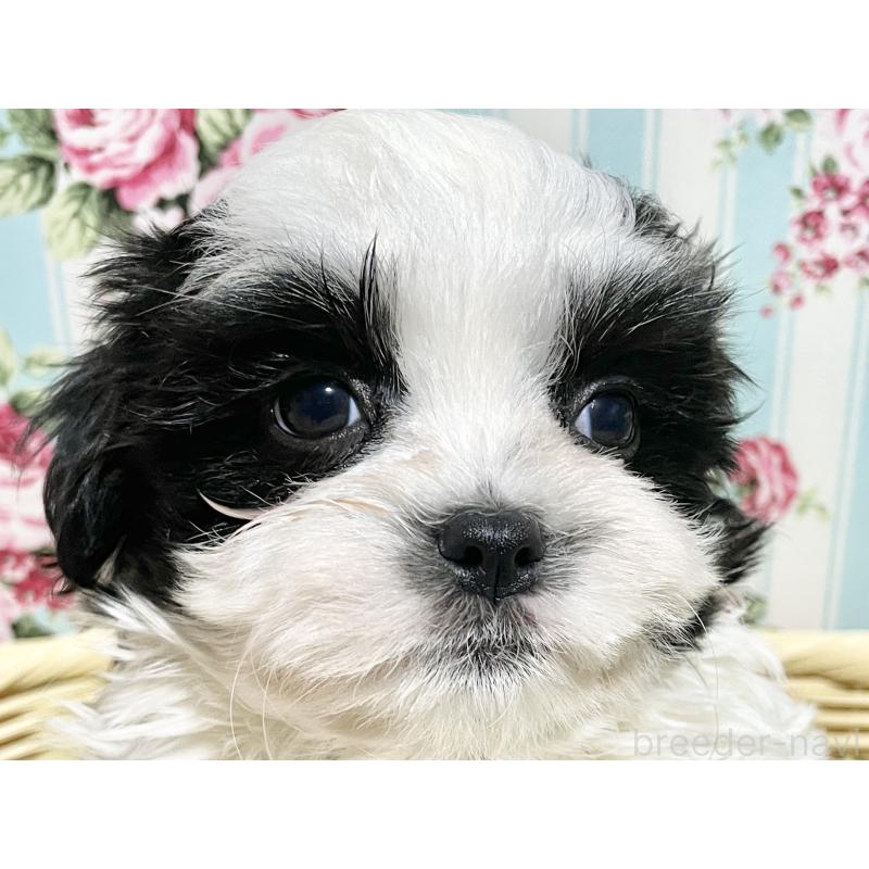 販売中の秋田県のマルシーズー:マルチーズ×シーズー-447724