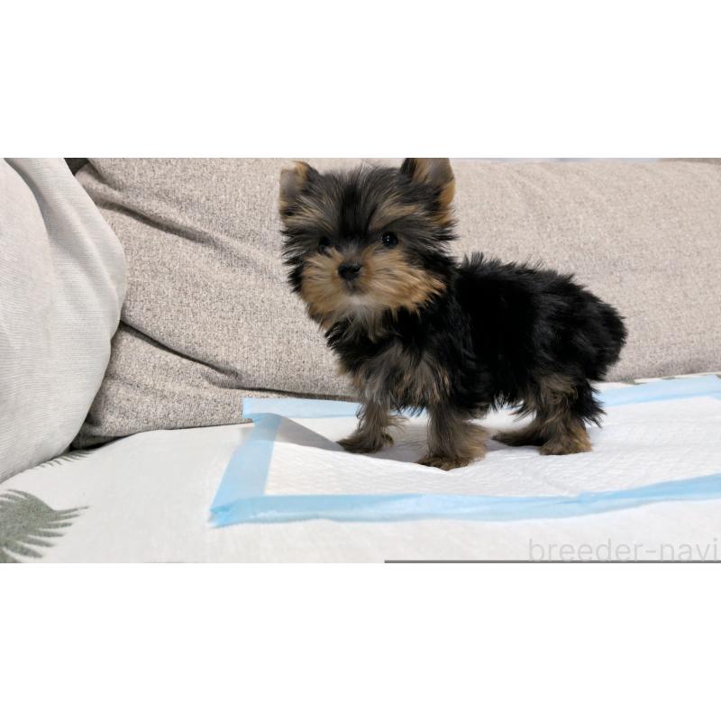 販売中の茨城県のヨークシャーテリア-449971の12枚目