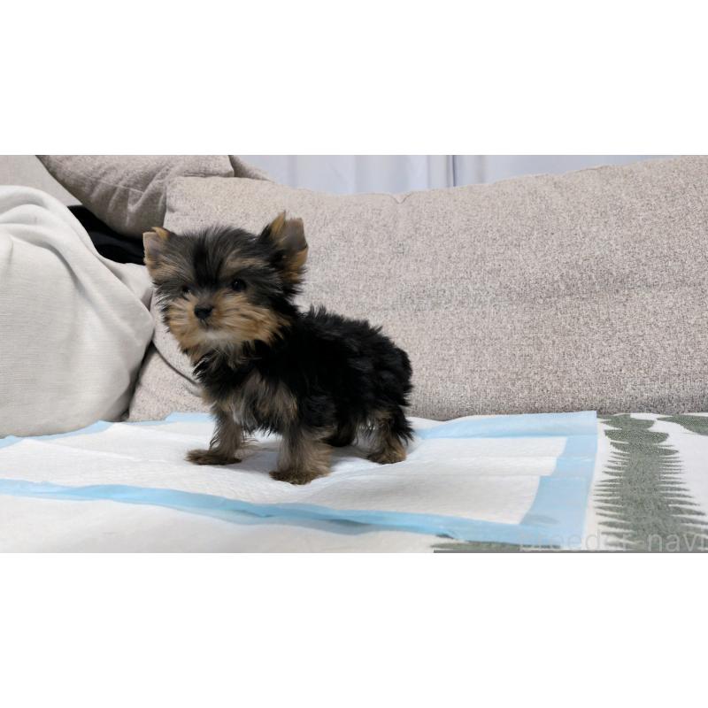 販売中の茨城県のヨークシャーテリア-449971の11枚目