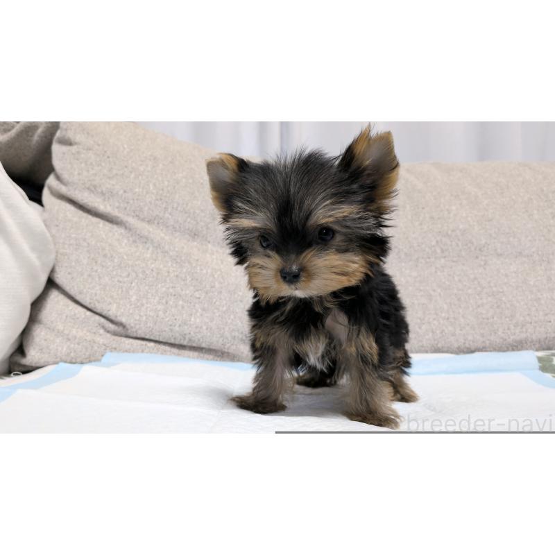 販売中の茨城県のヨークシャーテリア-449971の10枚目