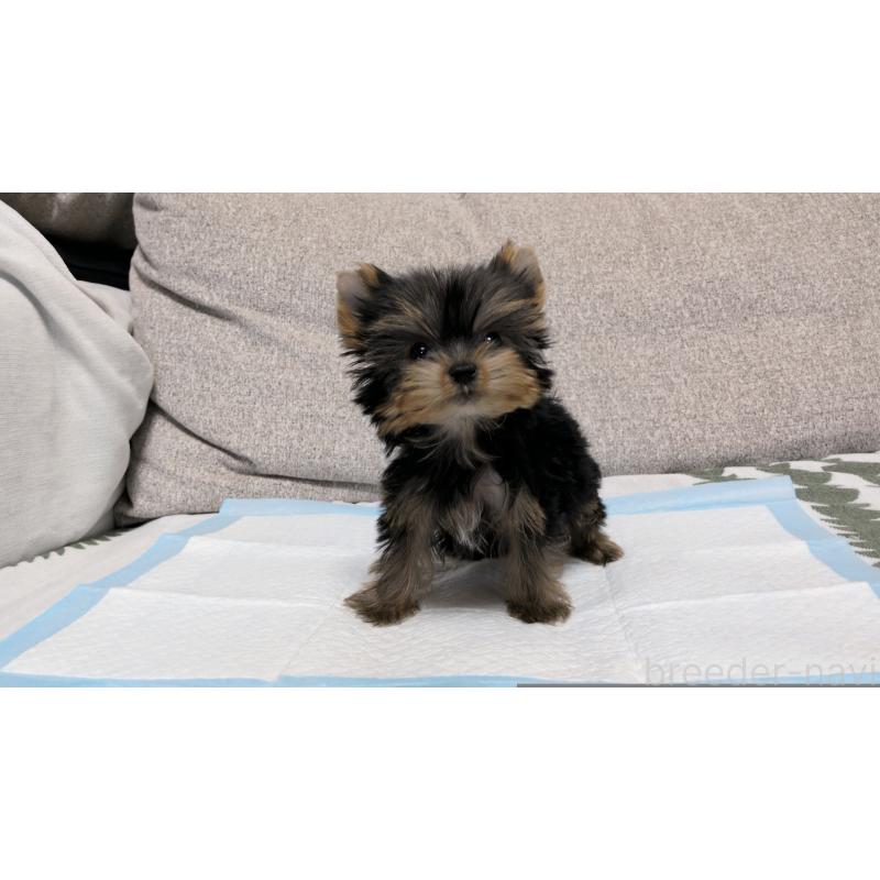 販売中の茨城県のヨークシャーテリア-449971の8枚目