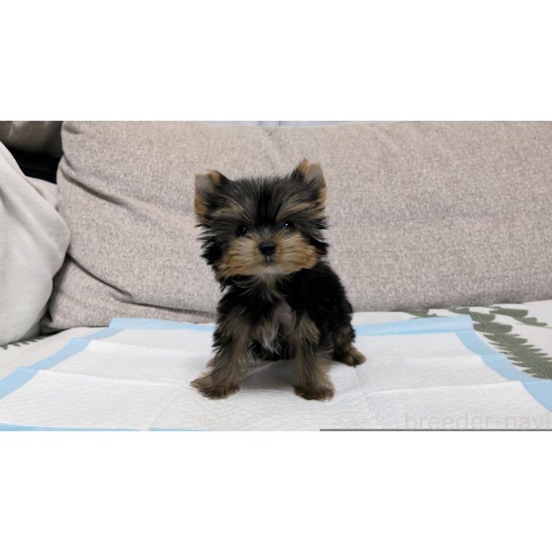 販売中の茨城県のヨークシャーテリア-449971の7枚目