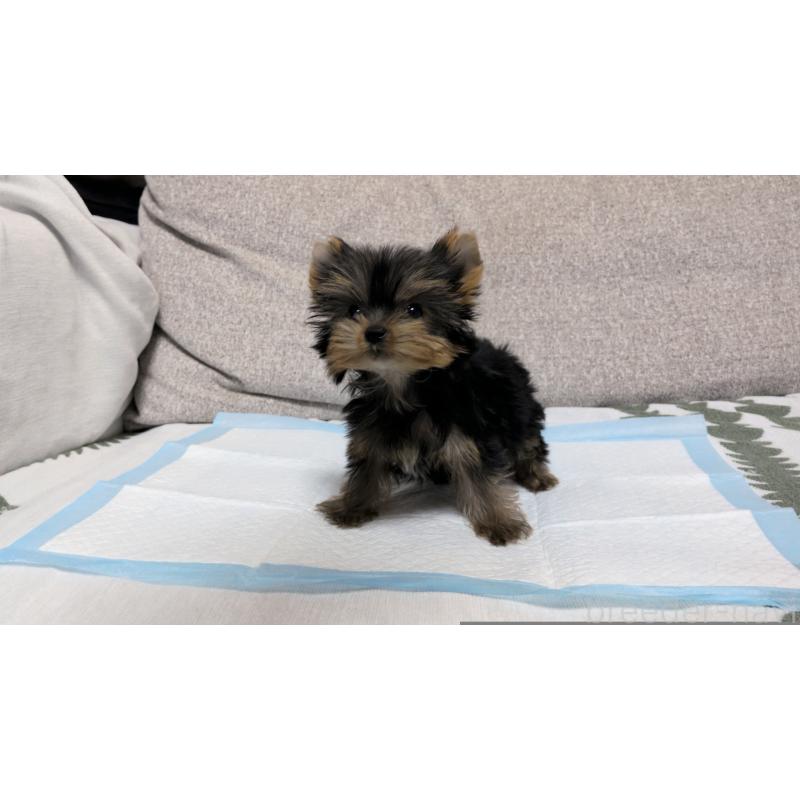 販売中の茨城県のヨークシャーテリア-449971の6枚目