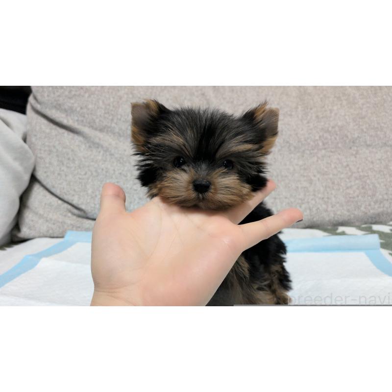 販売中の茨城県のヨークシャーテリア-449971の5枚目