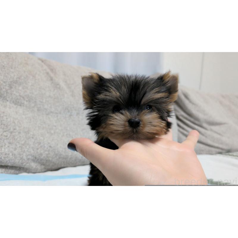 販売中の茨城県のヨークシャーテリア-449971の4枚目