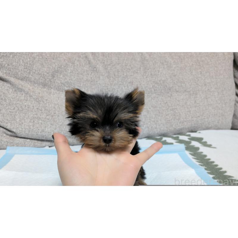 販売中の茨城県のヨークシャーテリア-449971の3枚目