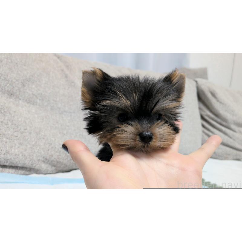 販売中の茨城県のヨークシャーテリア-449971の2枚目