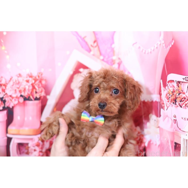 販売中の大阪府のティーカッププードル-449342