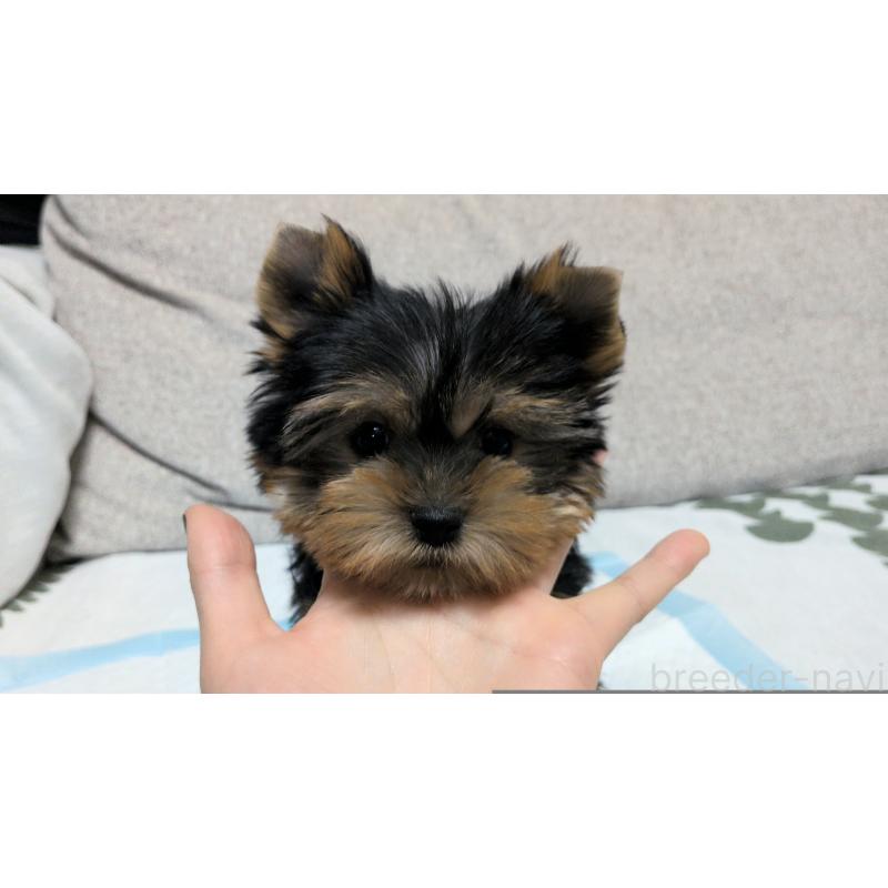 販売中の茨城県のヨークシャーテリア-449972の9枚目